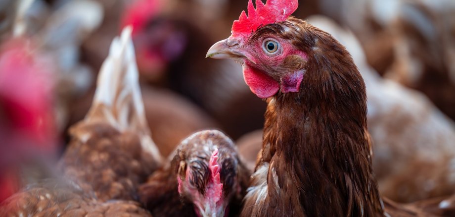 In Deutschland sind bei Geflügel erstmals seit rund 30 Jahren wieder Fälle der hochansteckenden und folgenschweren Newcastle-Krankheit aufgetreten. Symbolfoto: Pixabay Nahaufnahme eines Huhns. Im Hintergrund sind weitere Hühner zu erkennen.