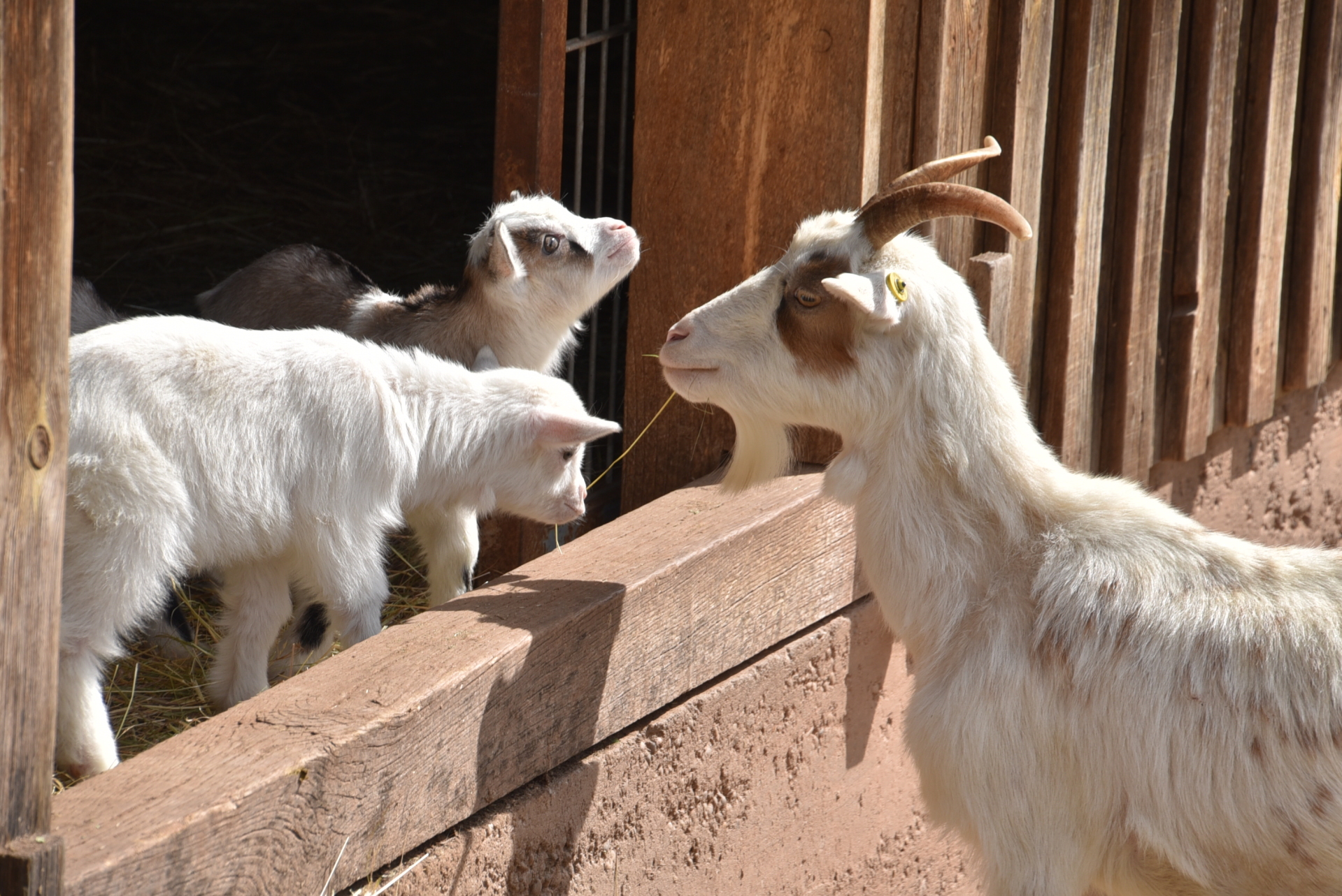 Ziege mit Ziegenjungen.