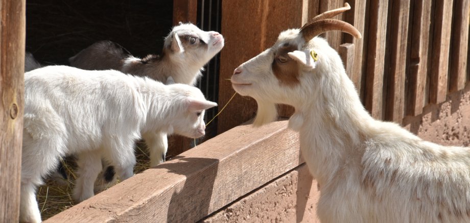 Ziege mit Ziegenjungen.