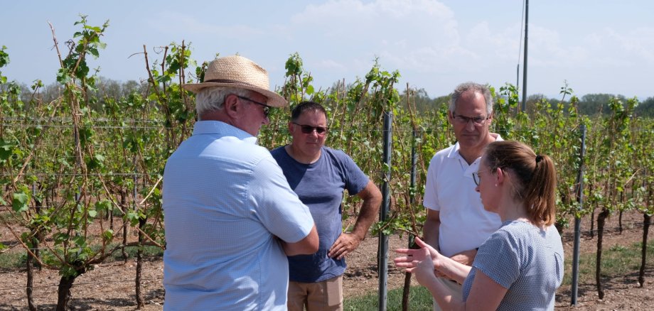 Karl-Friedrich Junker, SÜW-Kreisvorsitzender des Bauern- und Winzerverbandes Rheinland-Pfalz Süd e.V. (links) und Landrat Dietmar Seefeldt (rechts) im Gespräch mit dem Schweighofener Winzer Stefan Fischer und Ehefrau Birgit Fischer, im Hintergrund durchs Unwetter beschädigte und entlaubte Weinberge. Foto: KV SÜW Vier Personen stehen vor Weinpflanzen mit wenigen grünen Blättern und abgebrochenen Ruten.