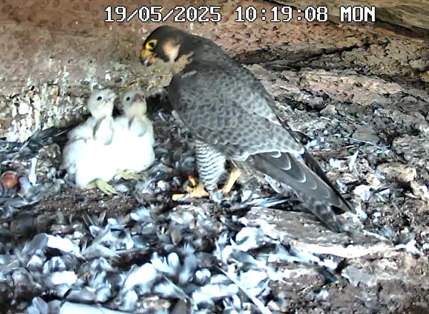 Zwei Wanderfalken-Jungvögel werden von einem erwachsenen Vogel gefüttert.