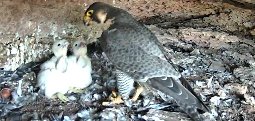 Zwei Wanderfalken-Jungvögel werden von einem erwachsenen Vogel gefüttert.