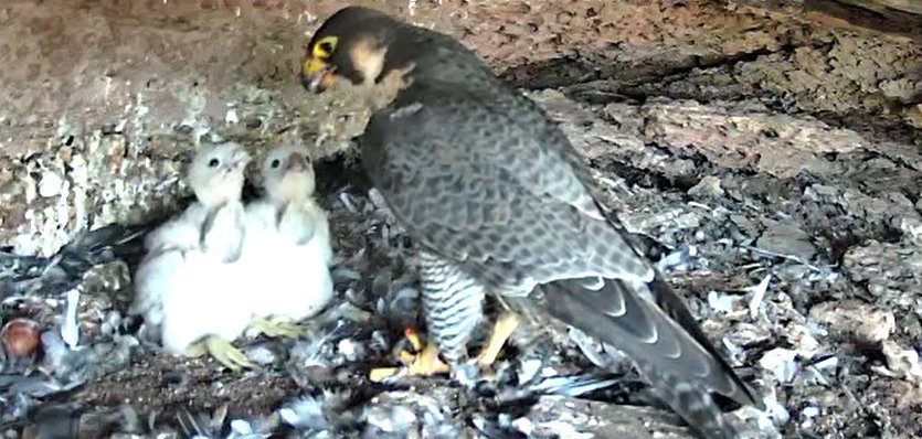 Zwei Wanderfalken-Jungvögel werden von einem erwachsenen Vogel gefüttert.