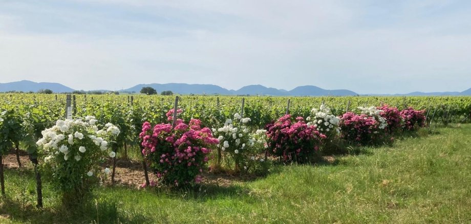 Zum Beispiel in Mühlhofen blühen Rosen von einer früheren SÜW-Aktion. Foto: Weingut Martin Bangerth/frei Rot und rosa blühende, üppige Rosensträucher am Beginn von Weinbergszeilen.