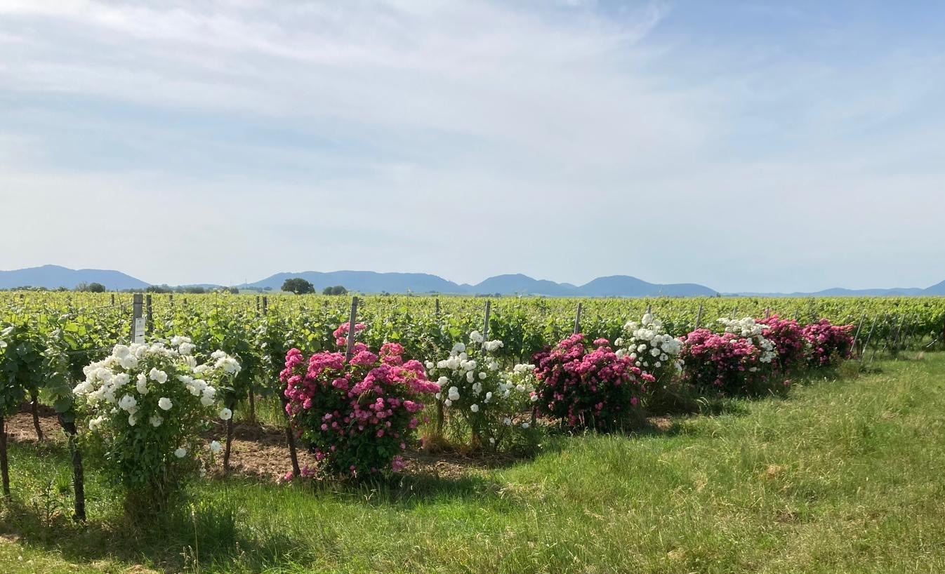 Rot und rosa blühende, üppige Rosensträucher am Beginn von Weinbergszeilen.