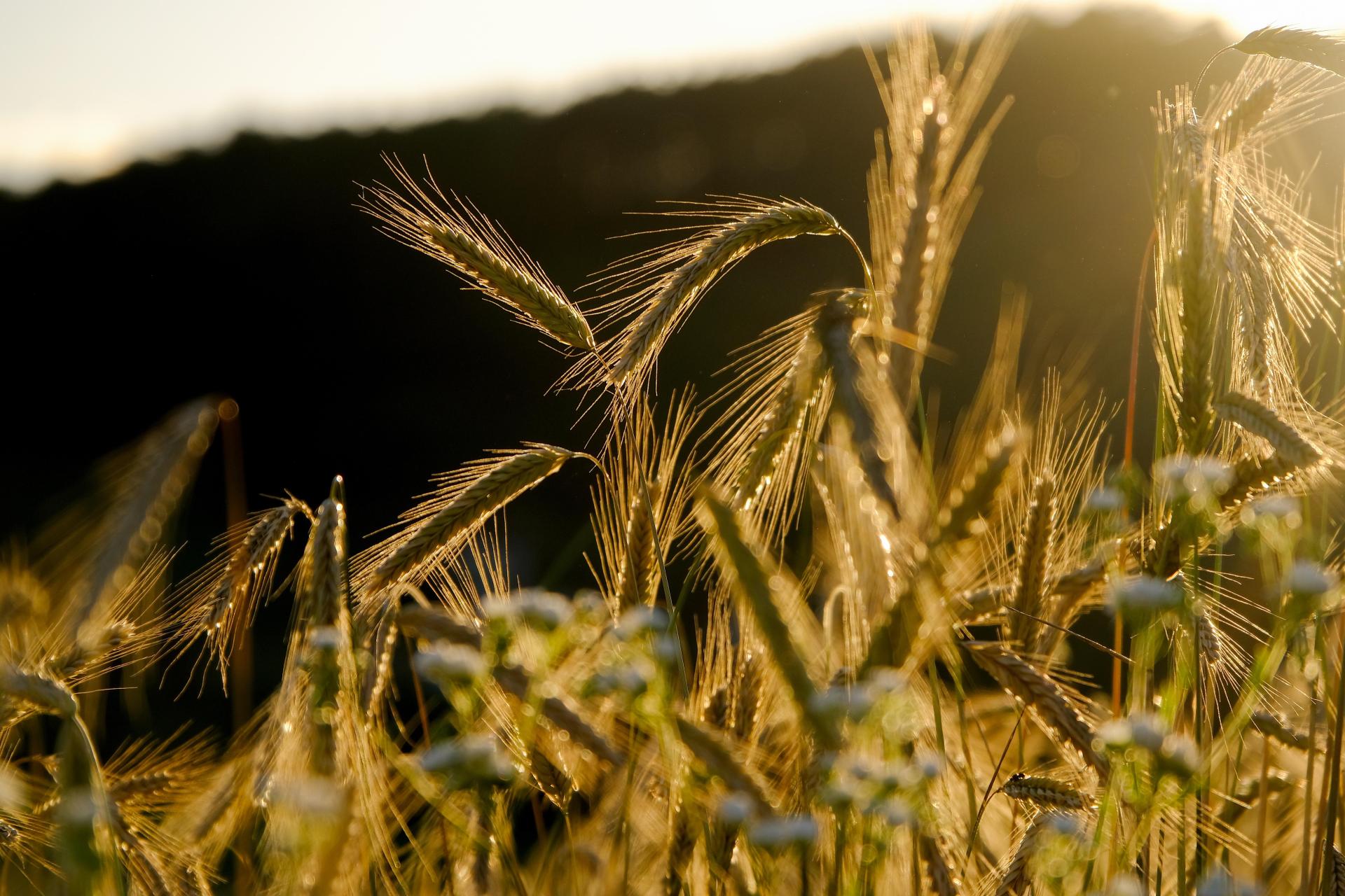 Roggenfeld im Gegenlicht.