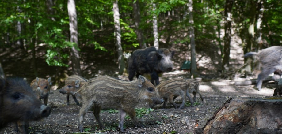 Wildschweine und Frischlinge im Wald.
