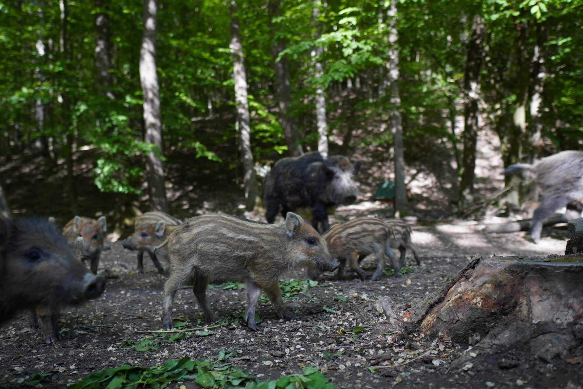 Wildschweine und Frischlinge im Wald.