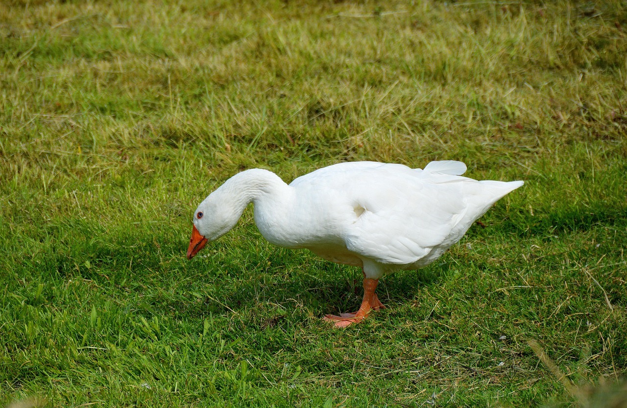Eine Gans läuft mit gebücktem Haupt über Gras.