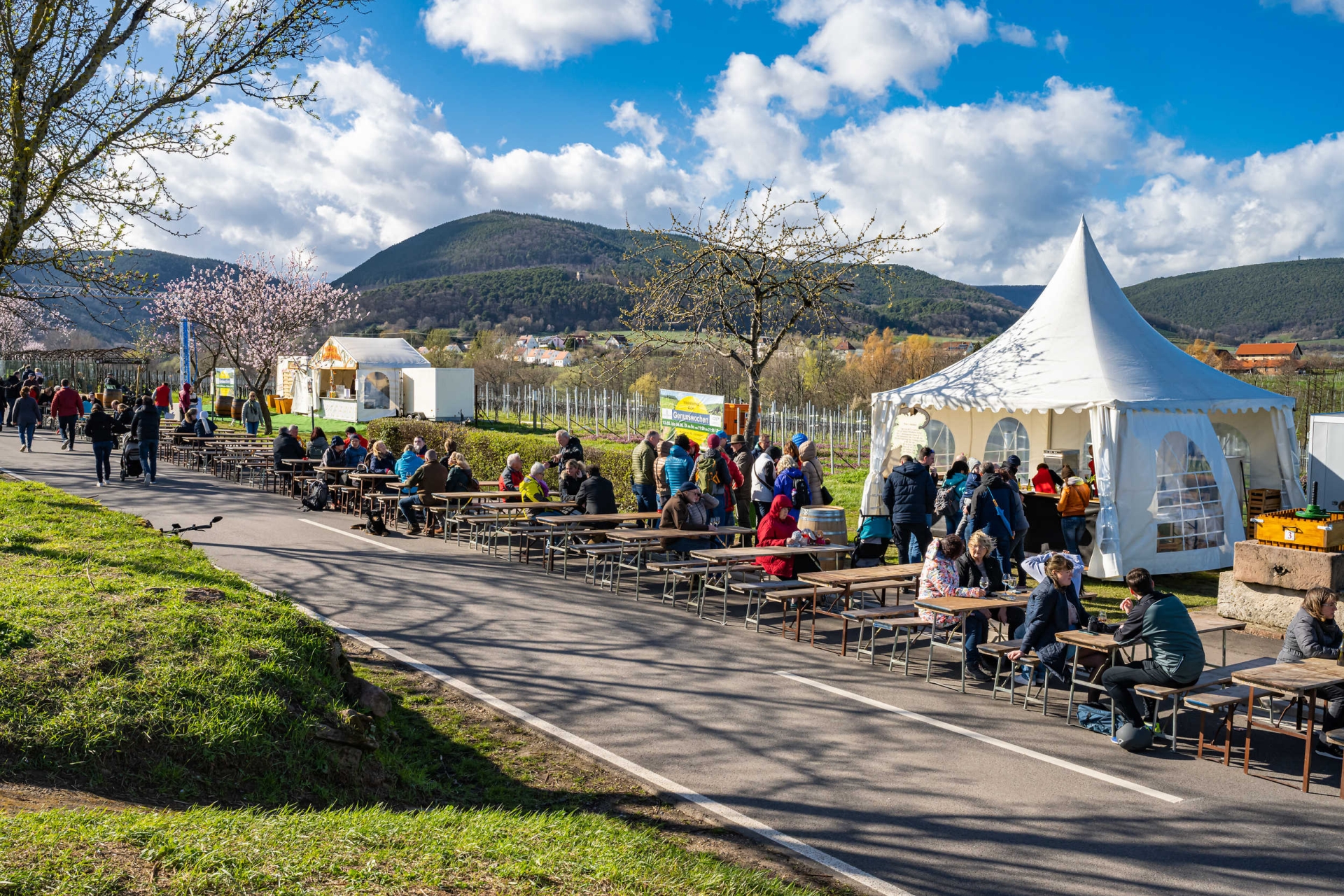 Zahlreiche Besucherinnen und Besucher sitzen an langen Biertischgarnituren entlang einer Straße zwischen Weinbergen. Neben einem weißen Festzelt stehen Menschen an einem Ausschank an. Im Hintergrund sind blühende Mandelbäume, Weinreben und die Hügel der Südpfalz unter blauem Himmel mit Wolken zu sehen.