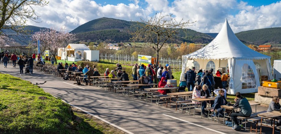 Die Villastraße in Edenkoben verwandelt sich im März zur Mandelmeile. Archivfoto: Pfalz Touristik, Heimatlichter GmbH Zahlreiche Besucherinnen und Besucher sitzen an langen Biertischgarnituren entlang einer Straße zwischen Weinbergen. Neben einem weißen Festzelt stehen Menschen an einem Ausschank an. Im Hintergrund sind blühende Mandelbäume, Weinreben und die Hügel der Südpfalz unter blauem Himmel mit Wolken zu sehen.