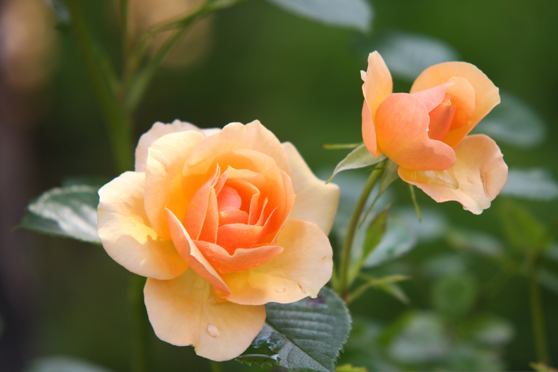 Nahaufnahme zweier orangefarbener Rosenblüten.