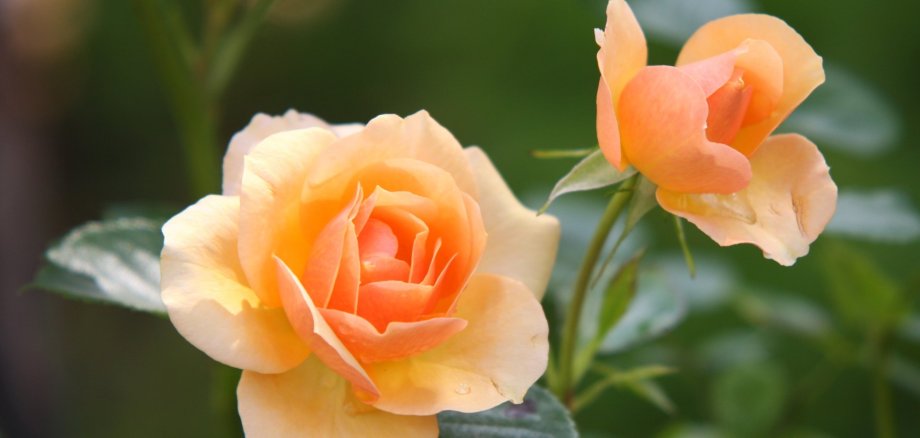 Nahaufnahme zweier orangefarbener Rosenblüten.