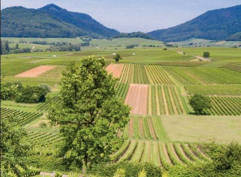 Grüne Weinberge, im Hintergrund Pfälzerwald.