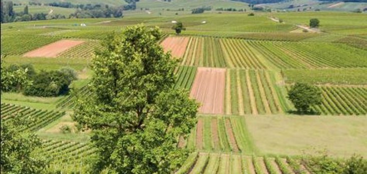 Weinbergslandschaft. Foto: Knut Pflaumer, Pfalztouristik e.V. Grüne Weinberge, im Hintergrund Pfälzerwald.