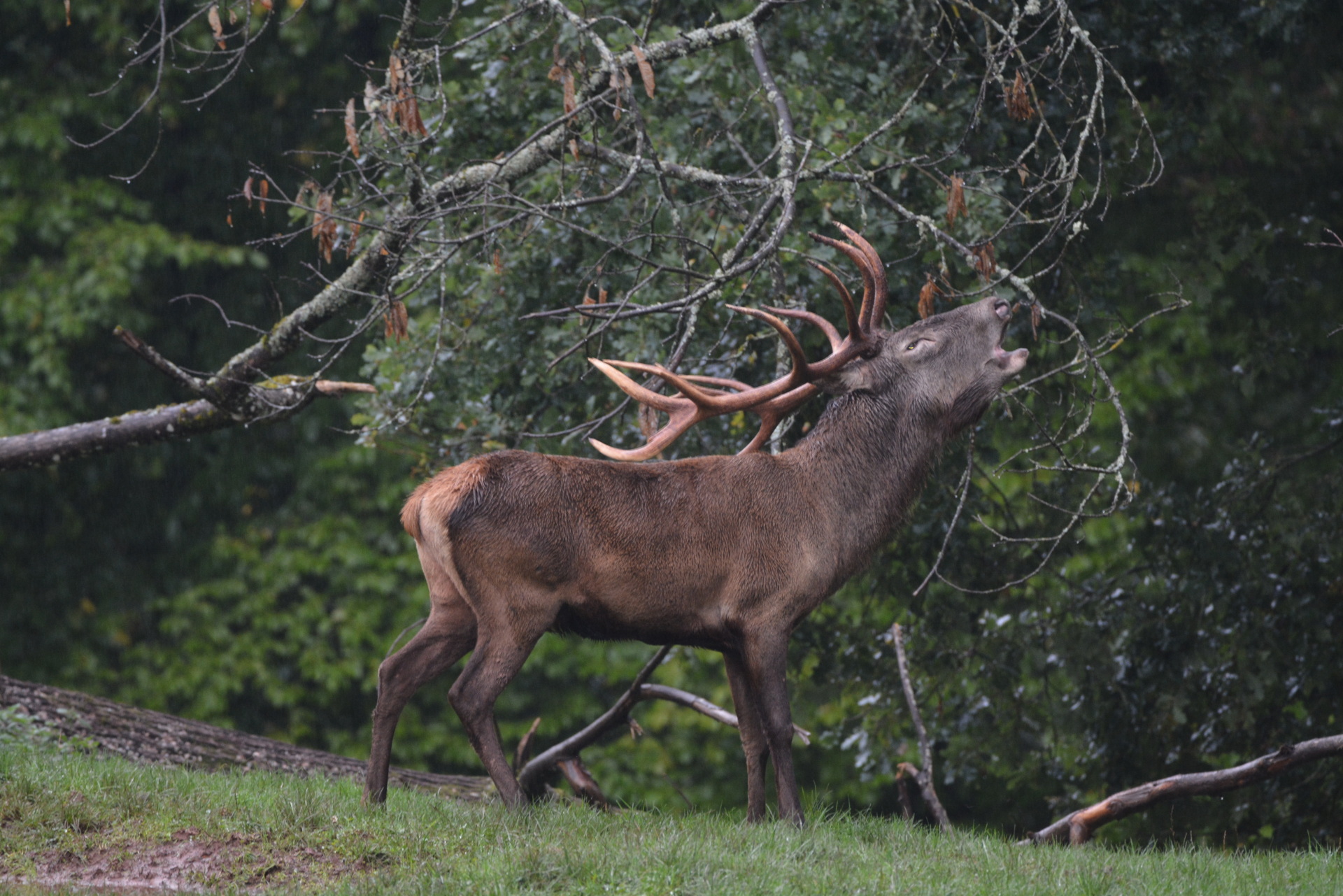 Ein röhrender Rothirsch steht auf einer Wiese am Waldrand. Sein großes Geweih hebt sich vor den Ästen und dem grünen Laub der Bäume ab.