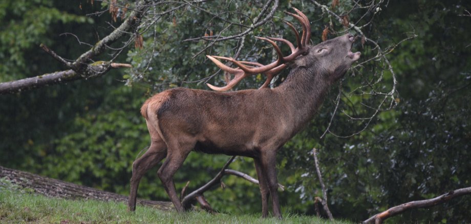 Im Wild- und Wanderpark Südliche Weinstraße in Silz gibt es aktuell 115 ältere Rotwild-Tiere und 35 Kälber. Foto: WWP Ein röhrender Rothirsch steht auf einer Wiese am Waldrand. Sein großes Geweih hebt sich vor den Ästen und dem grünen Laub der Bäume ab.