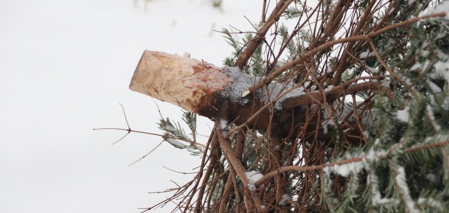 Ein ausgedienter Weihnachtsbaum liegt auf dem verschneiten Boden.