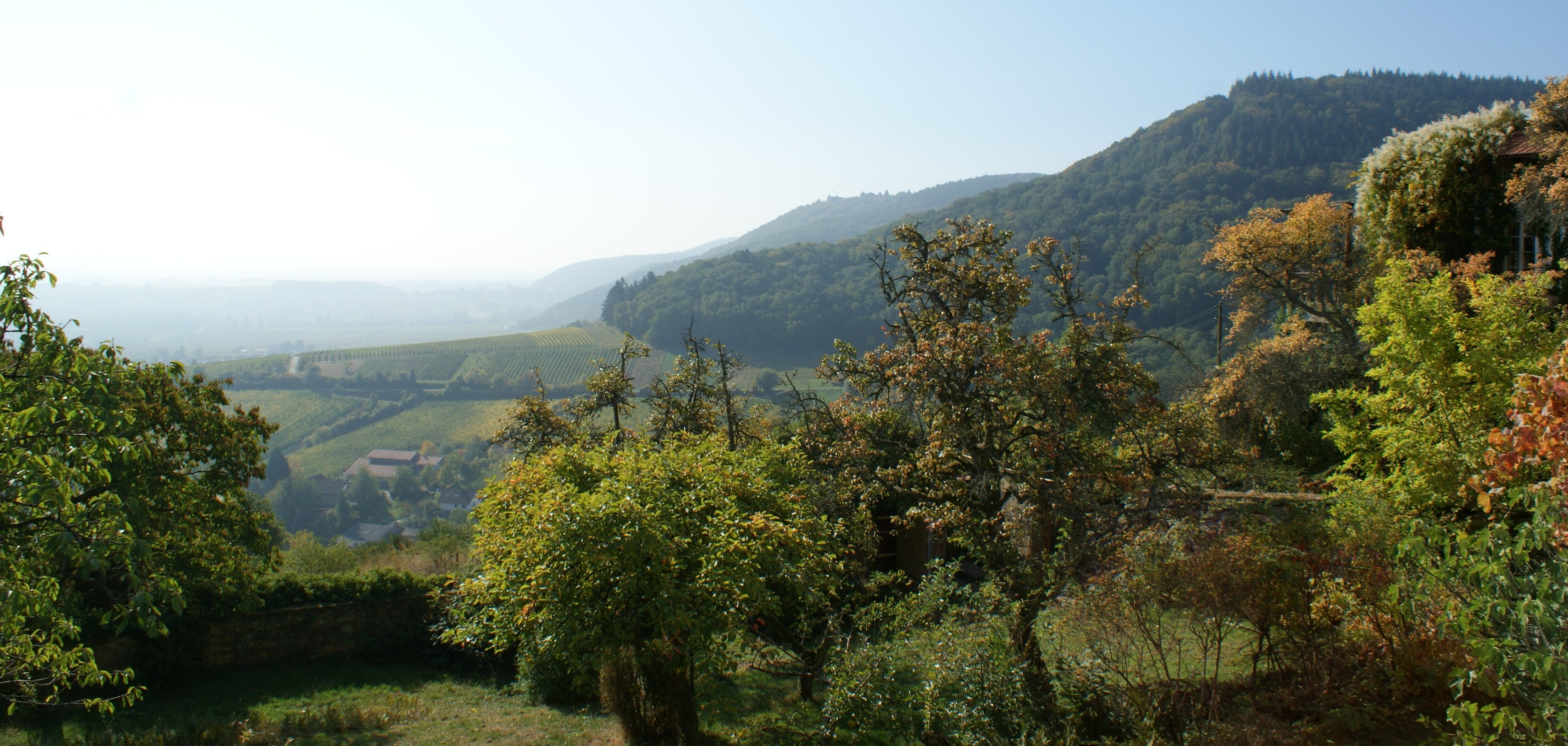 Blick auf herbstliche Bäume und Weinreben. Foto: KV SÜW