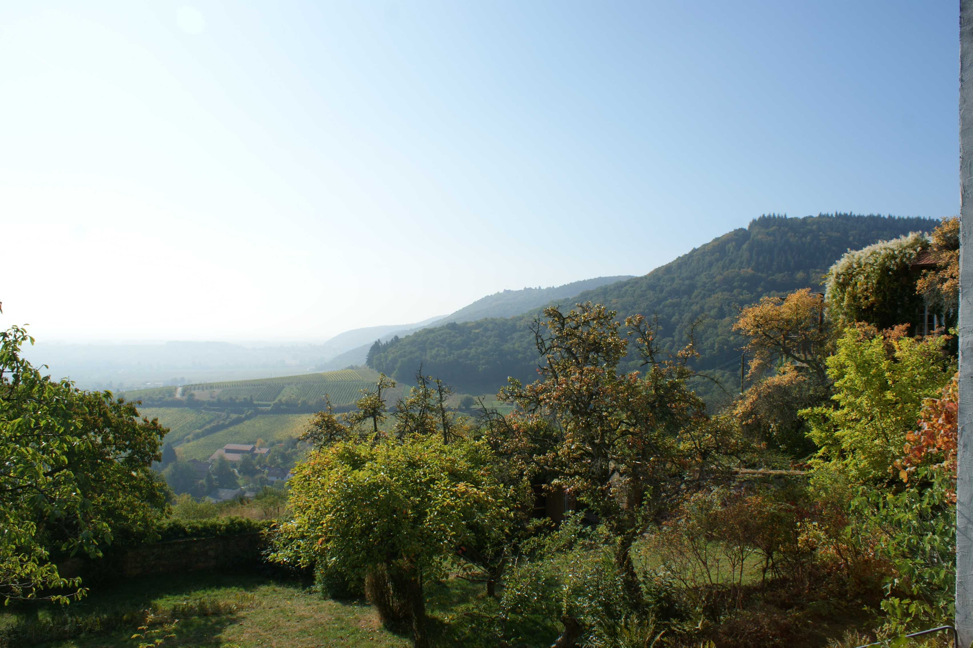 Blick auf herbstliche Bäume und Weinreben. Foto: KV SÜW