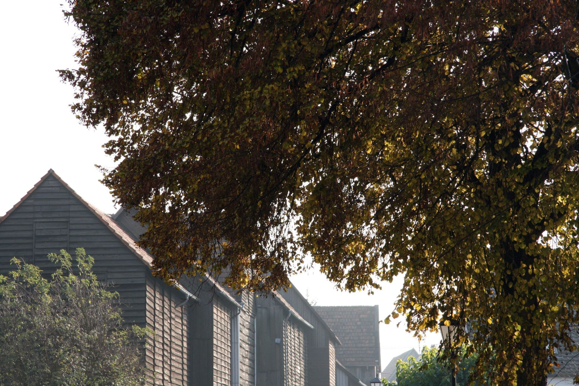 Tabakschuppen im Hintergrund, im Vordergrund herbstliches Laub. 