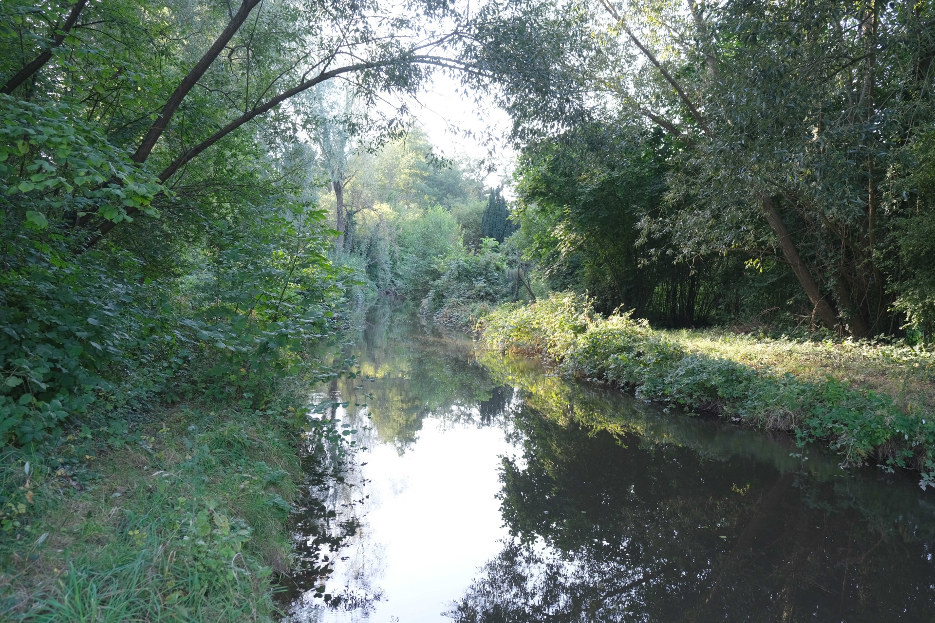 Ein ruhiger schmaler Flusslauf in einem Waldgebiet – es handelt sich um einen Abschnitt der Queich bei Siebeldingen. Die Bäume spiegeln sich in der ruhigen Wasseroberfläche.