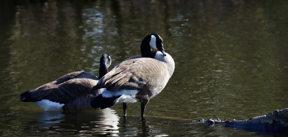Zwei Kanadagänse am Wasser.