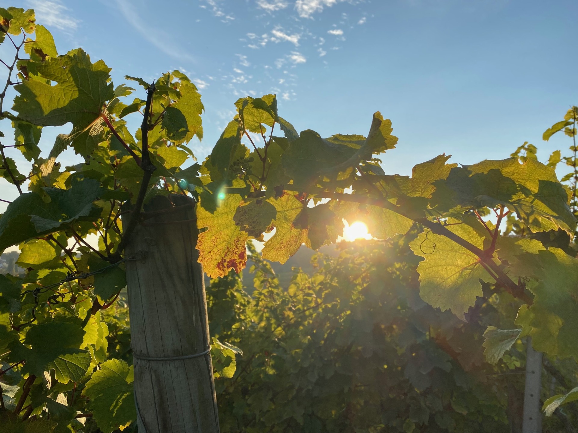 Nahaufnahme von grünen Weinblättern, durch die die Sonne scheint, unter blauem Himmel mit wenig Wolken.