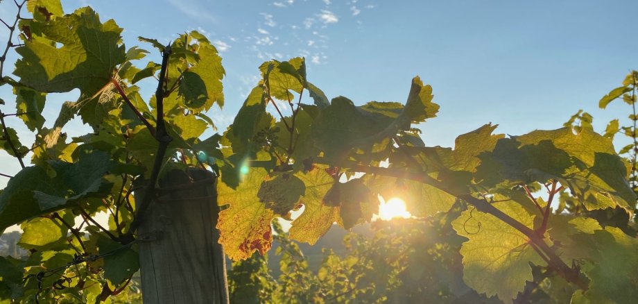 Nahaufnahme von grünen Weinblättern, durch die die Sonne scheint, unter blauem Himmel mit wenig Wolken.