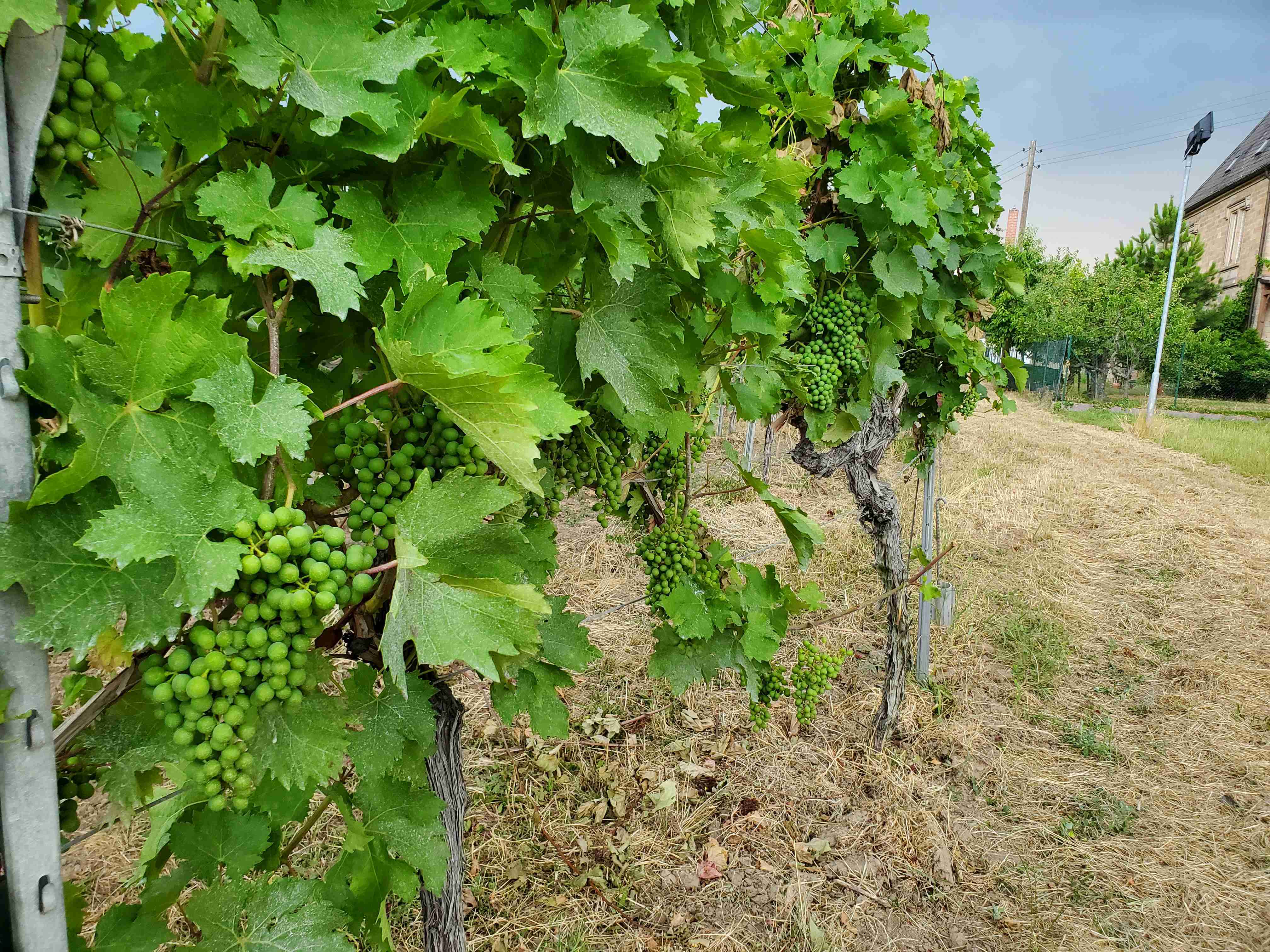 Trauben im städtischen Weinberg Edenkoben. 