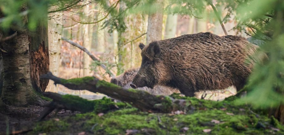 Ihr Bestand soll dezimiert werden: Wildschweine. Foto: Paul Henri via Pixabay Ein Wildschwein im Wald.