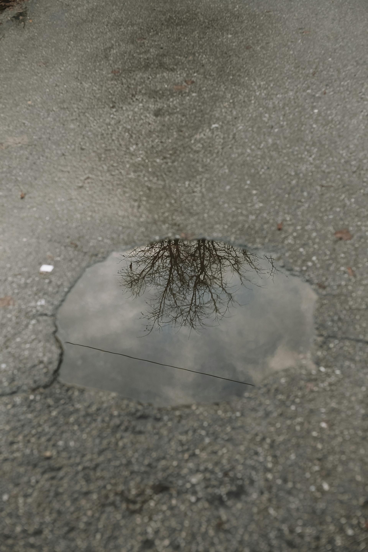 Nahaufnahme eines Schlaglochs in der Straße. In der Pfütze im Schlagloch spiegelt sich ein Baum ohne Blätter.