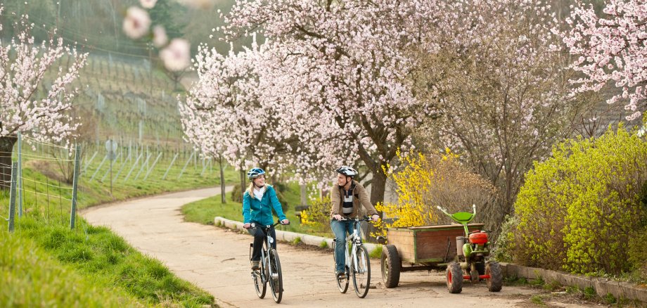 Ein Paar fährt mit dem Fahrrad entlang der Mandelblütenmeile.