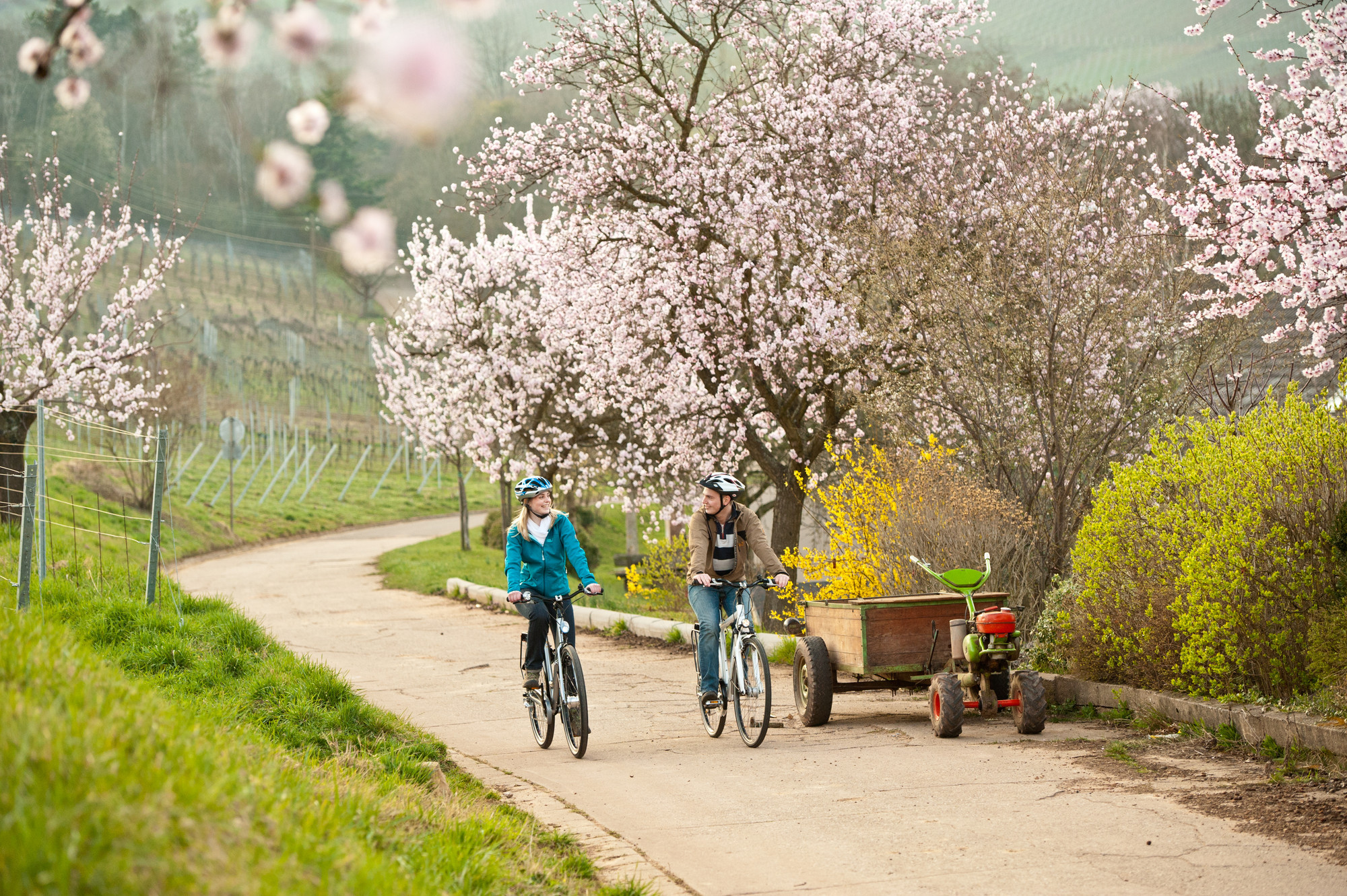 Radtour während der Mandelblüte. Foto: Dominik Ketz, Bildarchiv Südliche Weinstrasse e.V. Ein Paar fährt mit dem Fahrrad entlang der Mandelblütenmeile.