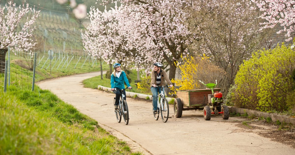 Tourismus Landkreis Südliche Weinstraße