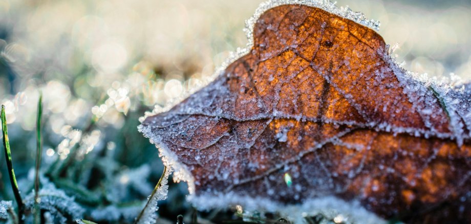 Ein braunes Blatt auf grünem Gras, überall Eiskristalle.