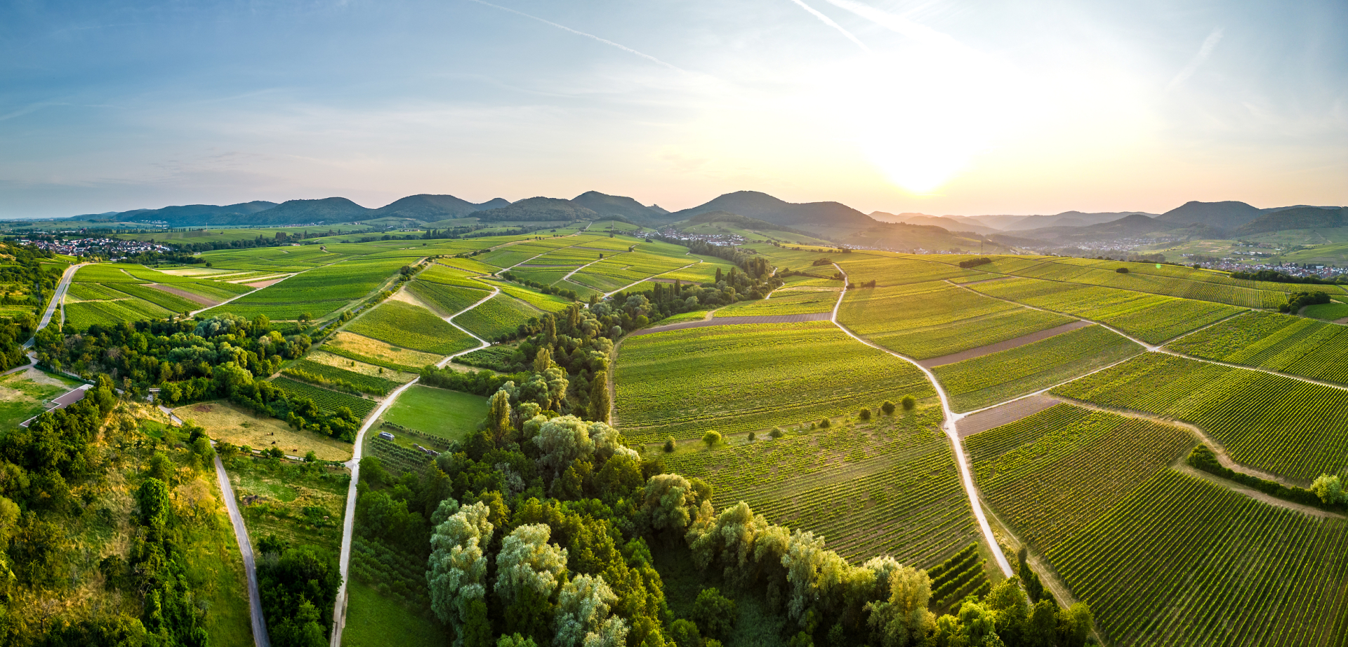 Weinberge in Landau-Land mit Blick auf den Haardtrand Luftbild: Weinberge in Landau-Land mit Blick auf den Haardtrand