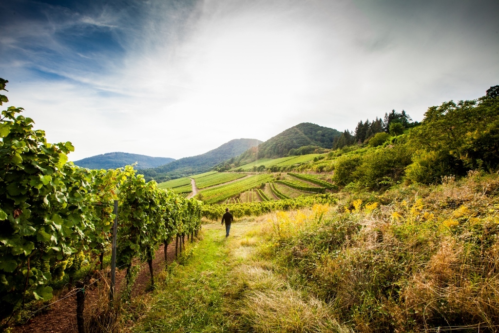 Foto: JackSenn, Bildarchiv Südliche Weinstrasse e. V. Blick in die Weinberge am Rand des Pfälzerwalds