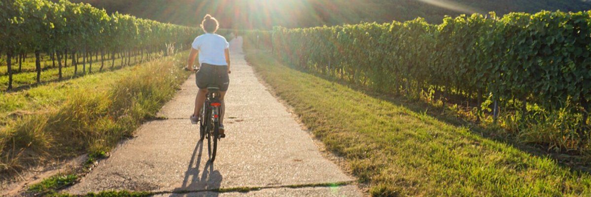 Fahrradfahrerin fährt durch Weinberge.