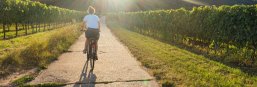 Ums Radfahren im Alltag an der Südlichen Weinstraße dreht sich das Radverkehrskonzept. Foto: Alina Becker, Bildarchiv Südliche Weinstraße e. V. Fahrradfahrerin fährt durch Weinberge.